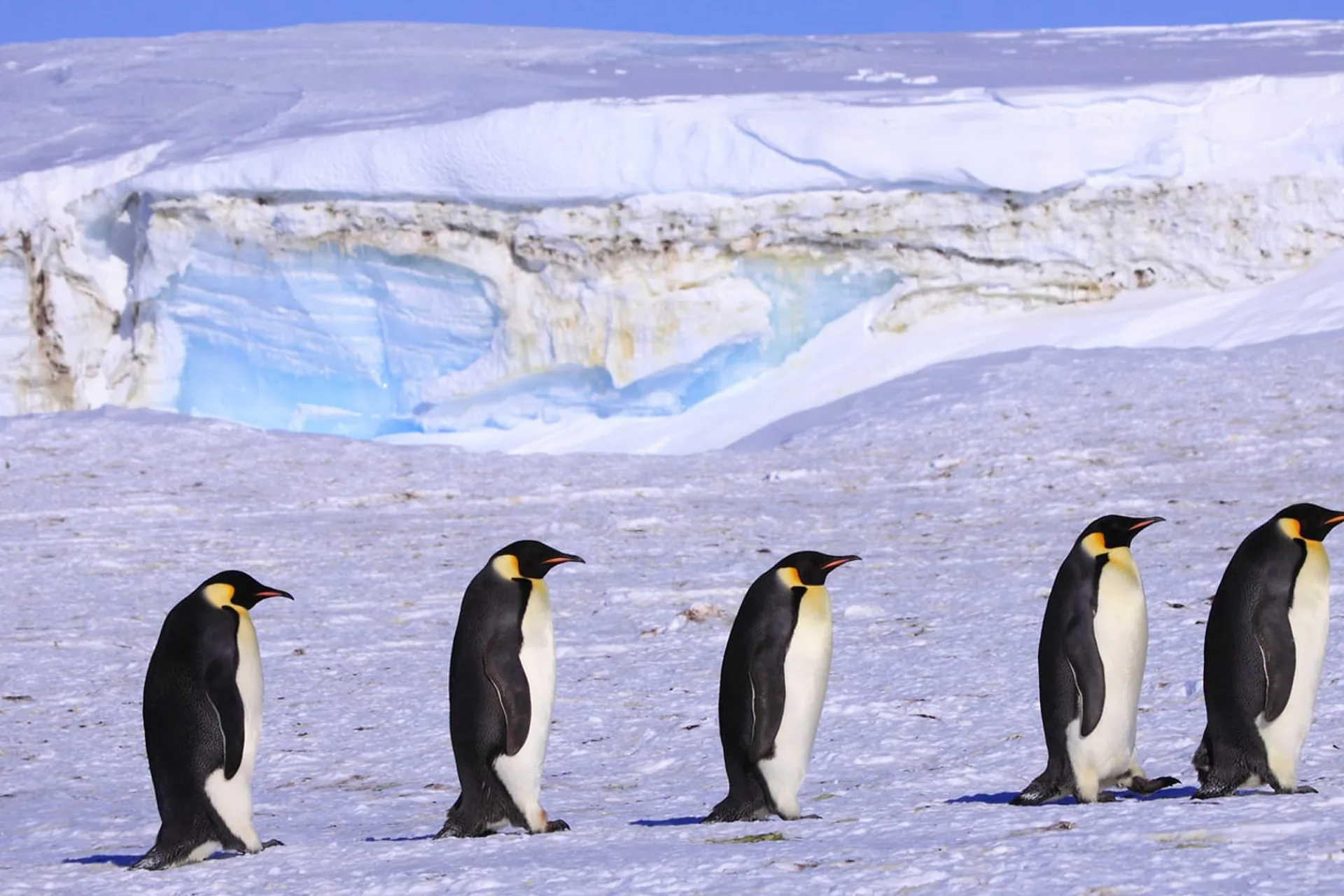antartica-5