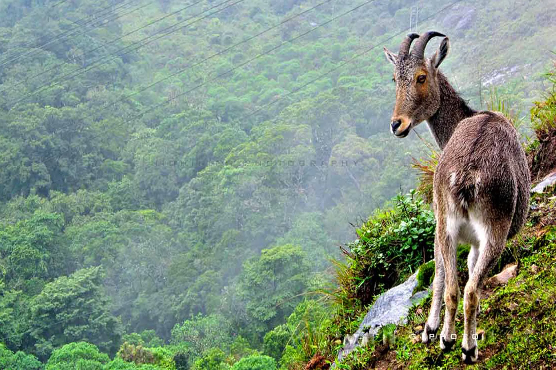 munnar-3