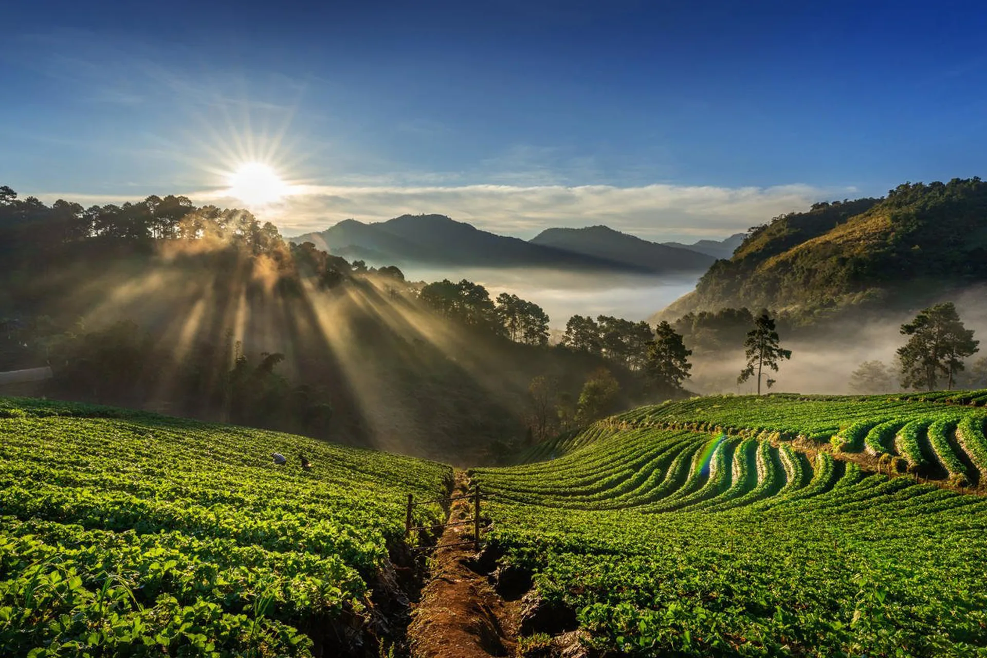 ooty-5