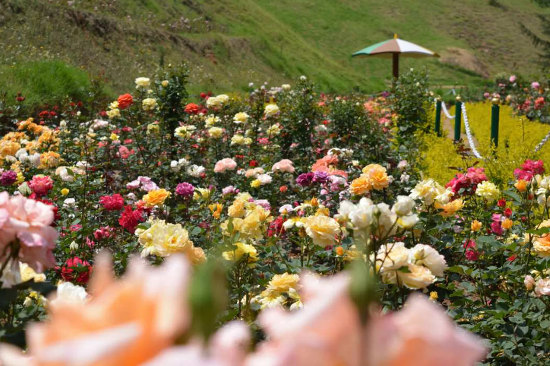 ooty-9
