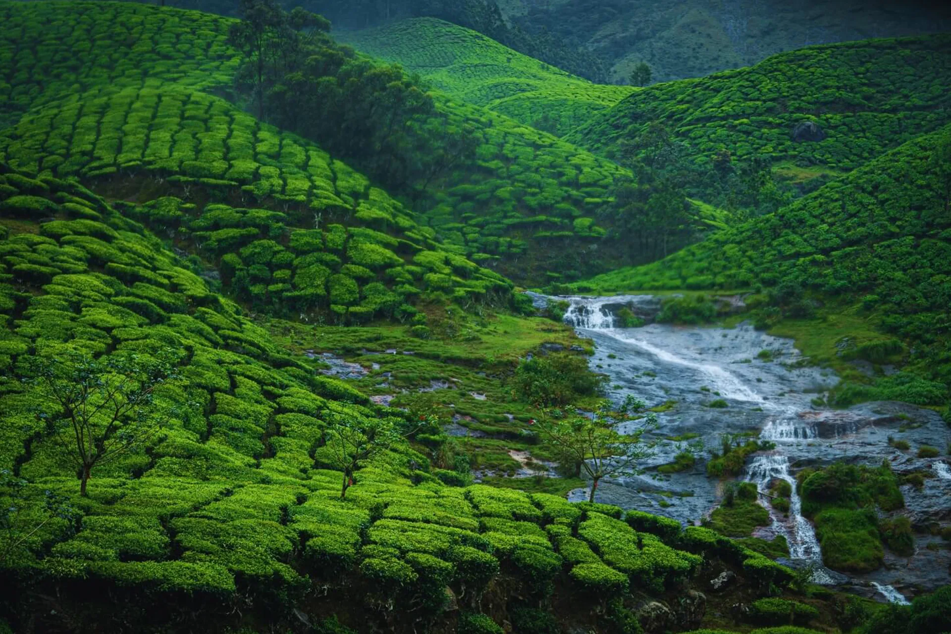 munnar-6