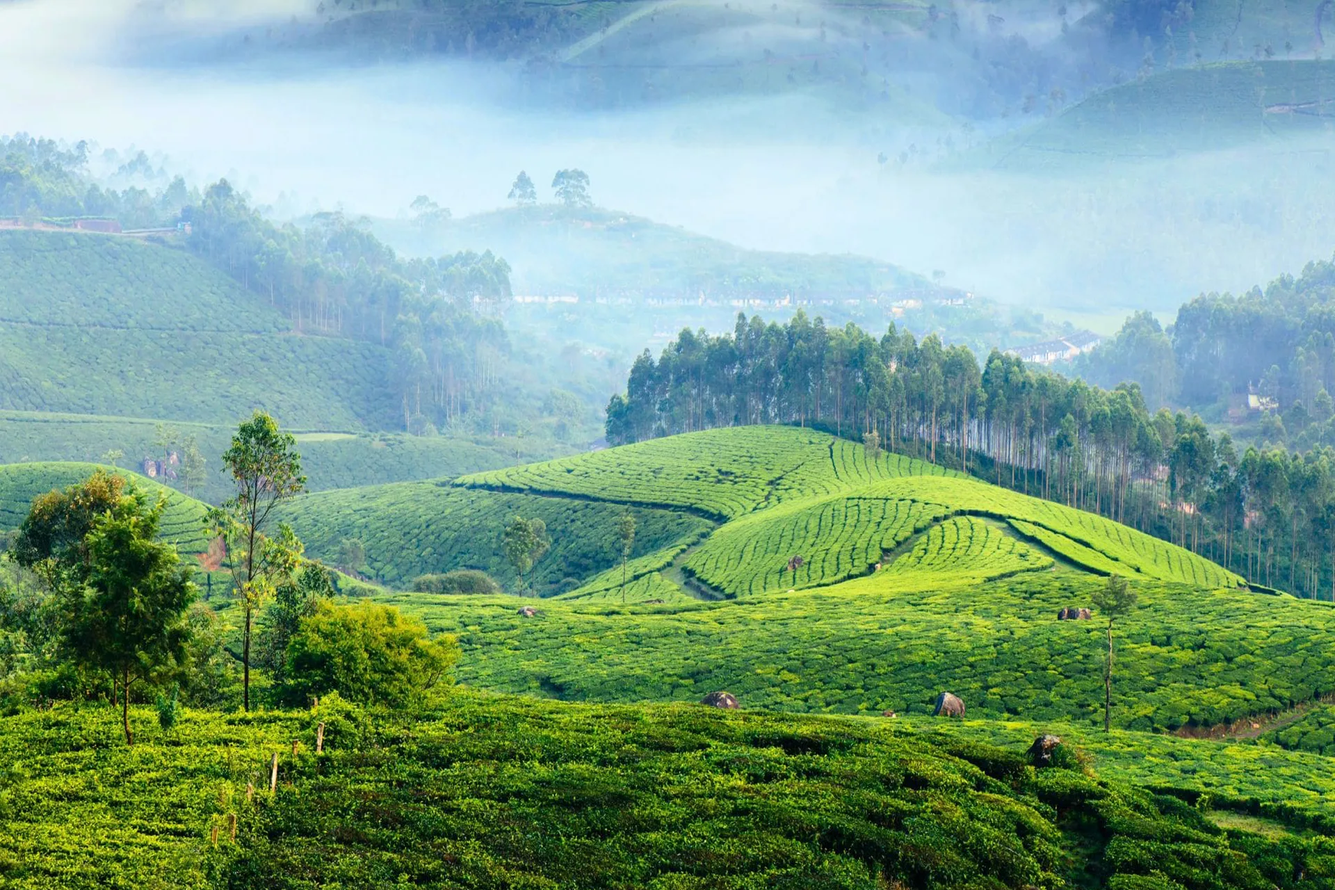 munnar-8